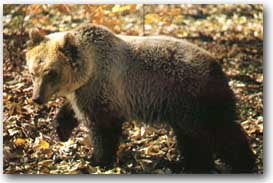 Orso bruno marsicano [Foto di Franco Tassi]